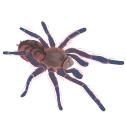 long Discord emoji
