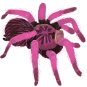 pank Discord emoji