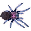 theotherpinkone Discord emoji