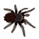redhairdye Discord emoji
