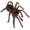 foundthishugebrownrecluse Discord emoji