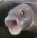 pogfish Discord emoji