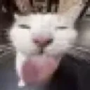 lick