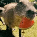 FerociousMuncher FerociousMuncher