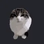 boioioioiooiink