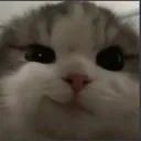 smug