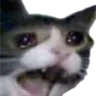 Catscream