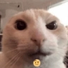 CatSus Discord emoji