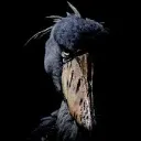 Shoebillsuspense