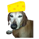 doggocheesehat
