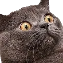 WowCat