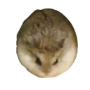 warren warren