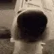 1_gif_snif_snif