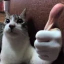 thumbsupcat