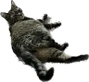 chesterLazy