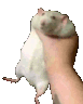 HamsterSquish