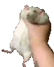 HamsterSquish