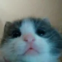 CIhello CIhello