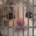 CIkittyjail CIkittyjail