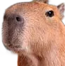Capypeep