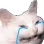 gatocrying gatocrying