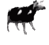 cow_dance