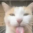 BLEHH BLEHH