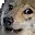 HAL22_Wolf