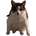 9519catstare Discord Emoji