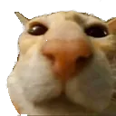 cat_stare