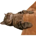 meowmeow