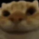 Cat_Nod