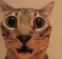 Shocked Cat ShockedCat Discord Emoji