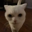nobitches nobitches