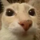 VergilAssCat