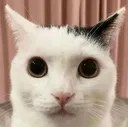 batecat