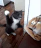 CatHyperSlap