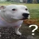 dogquestion