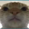 catstare