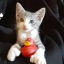 catrubberducky Discord Emoji