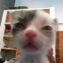 mfwcat