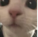 B_CatAyo