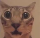 sammeWOT
