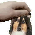 cooperpetpet cooperpetpet