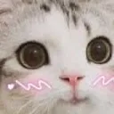 uwucat