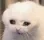 crycat