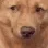 Doggo_RIZIN