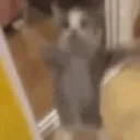 catjumpfrozenintime