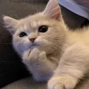 cat_hmm cat_hmm