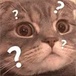 Confused Cat confusedCat Discord Emoji